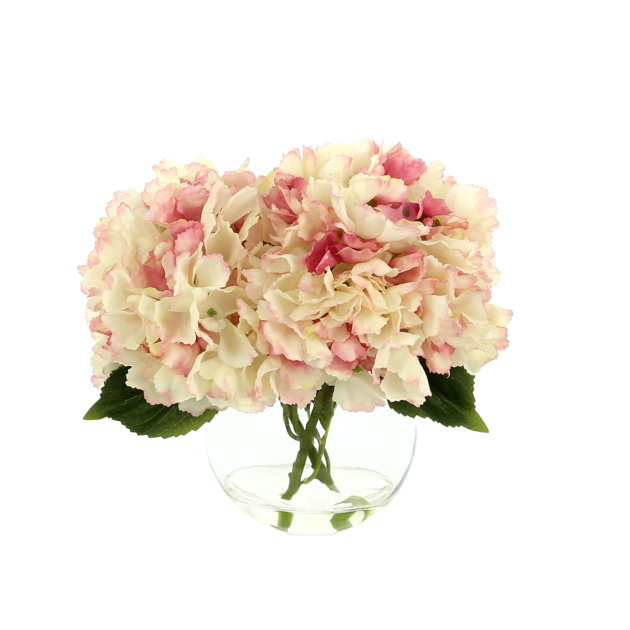Hydrangea in  Vase