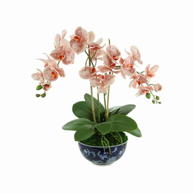 Orchids Arranged in Decorative Ceramic Bowl