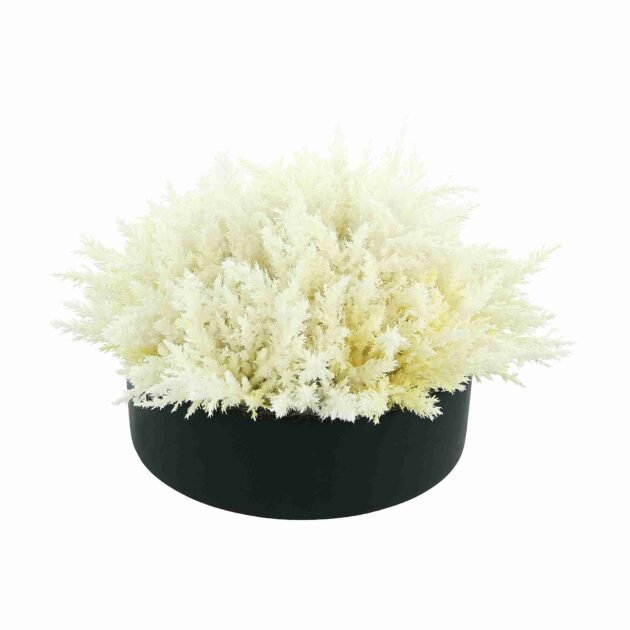 Pampas Grass in Round Fiberstone Planter