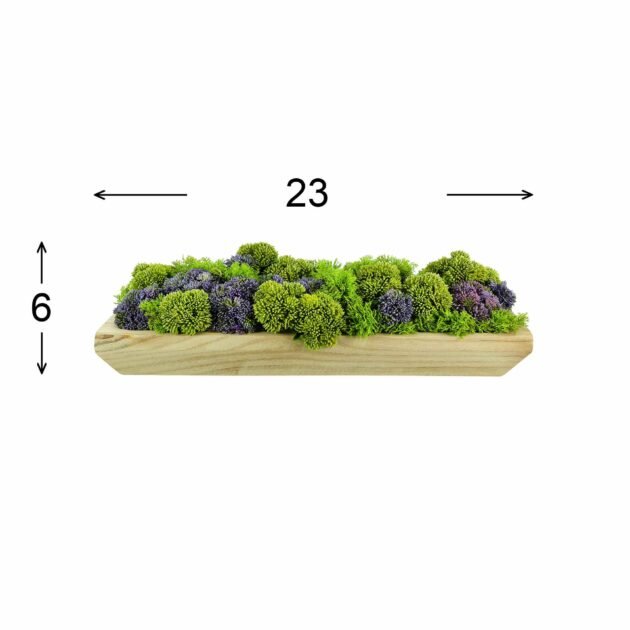 Sedum and Moss Arranged in Wood Planter - Image 3