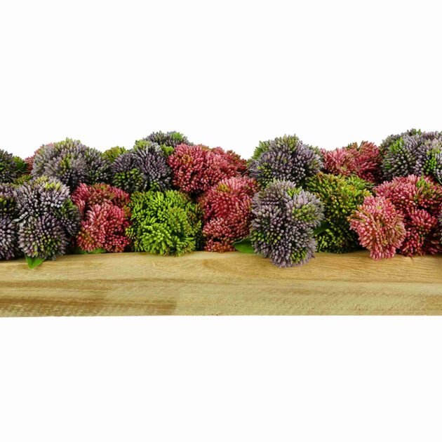 Assorted Sedum Arranged in Wood Planter - Image 3