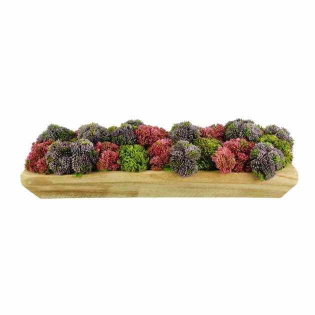 Assorted Sedum Arranged in Wood Planter
