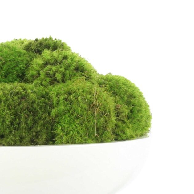 Round Moss Arrangement - Image 4