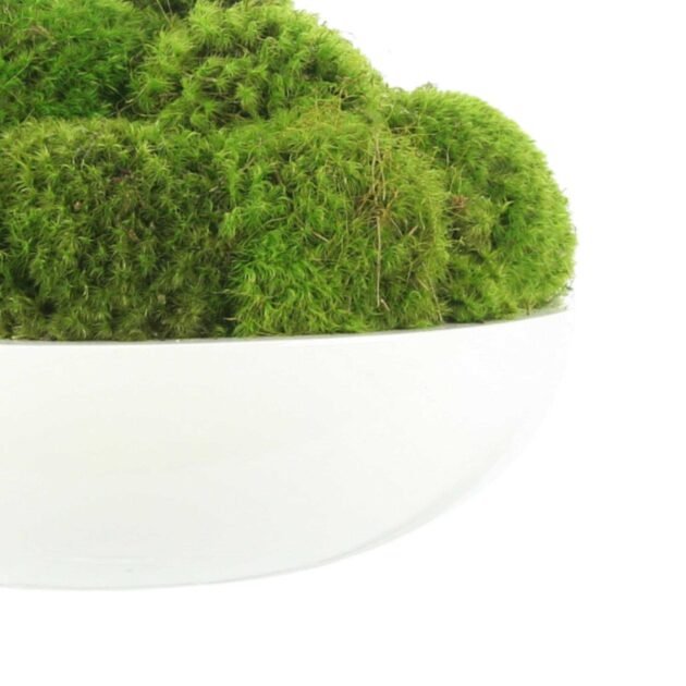 Round Moss Arrangement - Image 3