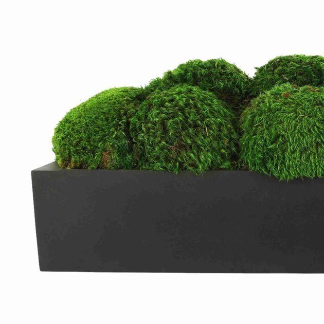 Mood Moss Arranged in a Fiberstone Planter - Image 6