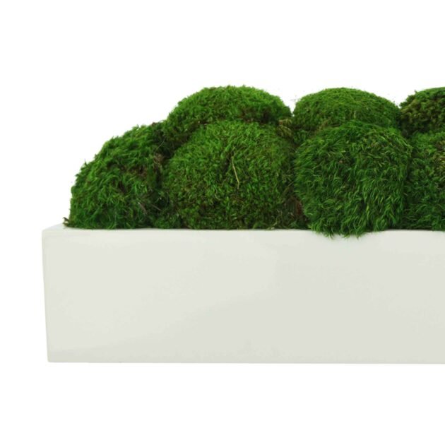 Mood Moss Arrangement in a Glossy Fiberstone Planter - Image 5