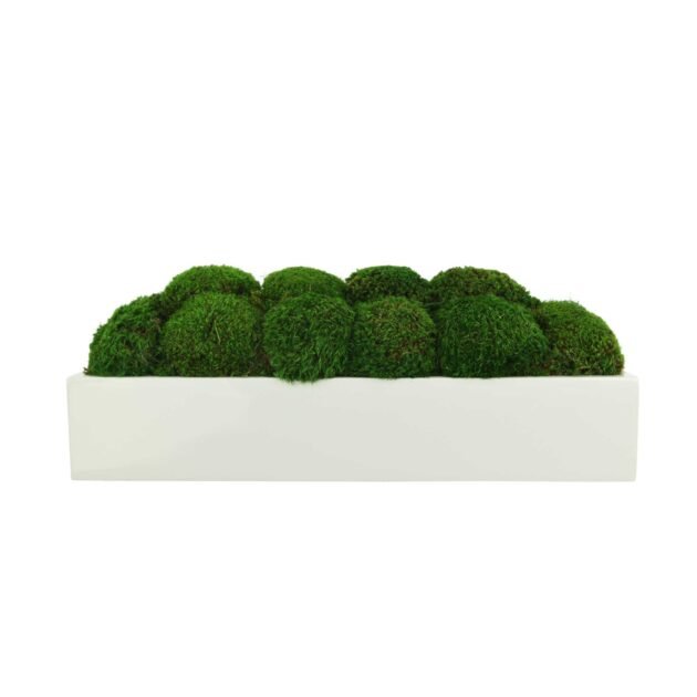 Mood Moss Arrangement in a Glossy Fiberstone Planter