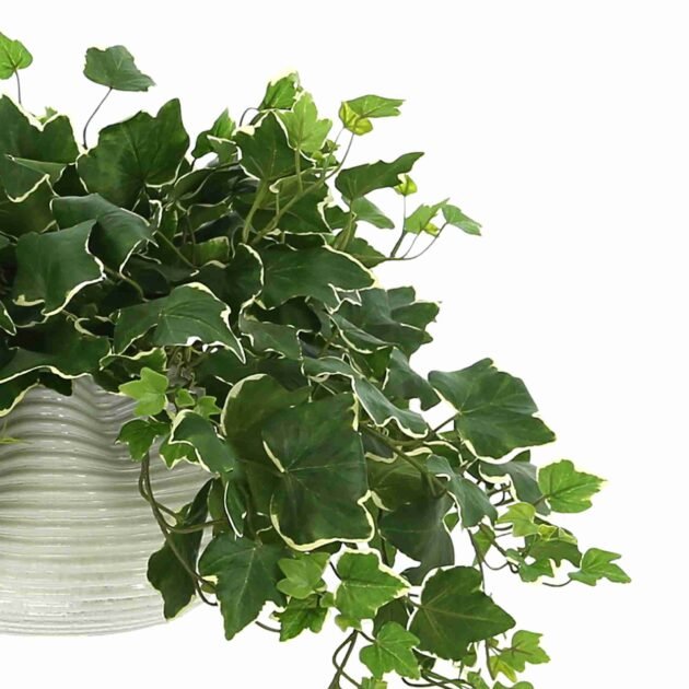 Ivy Plant in a Glass Vase - Image 4