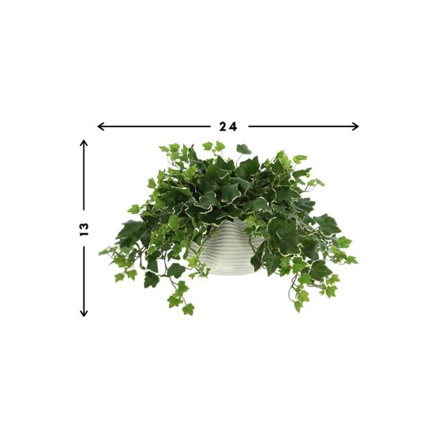 Ivy Plant in a Glass Vase - Image 3