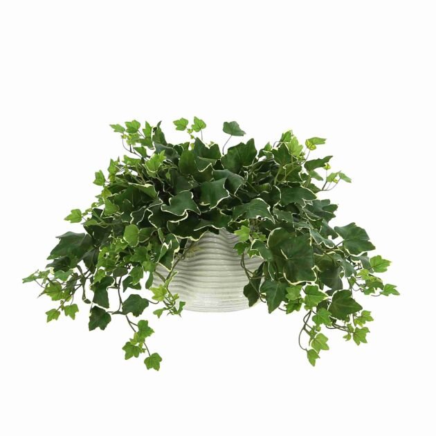 Ivy Plant in a Glass Vase