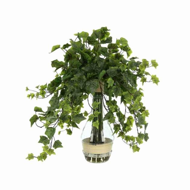 Ivy Plant in a Tall Glass Vase