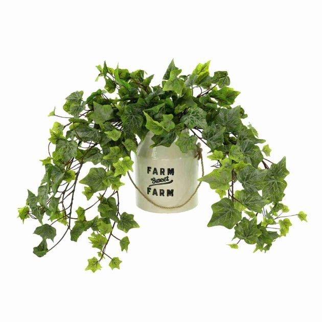 Ivy Arrangement in a Ceramic Pot