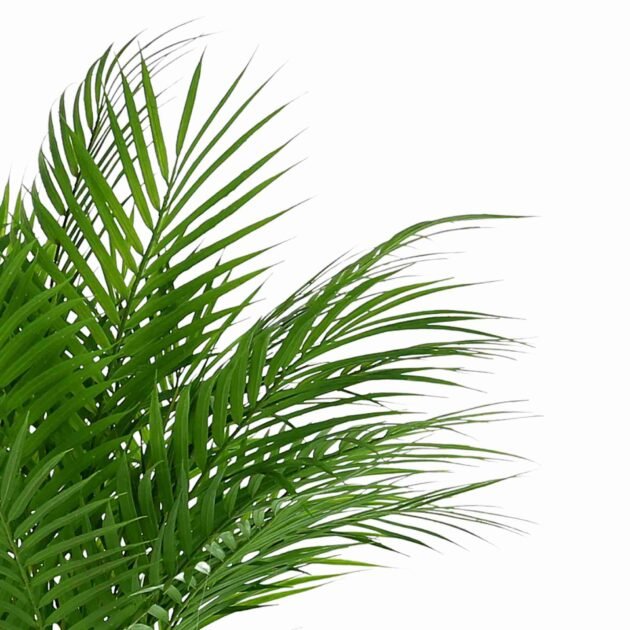 Areca Palm in Square Pot with Rocks and Water - Image 4
