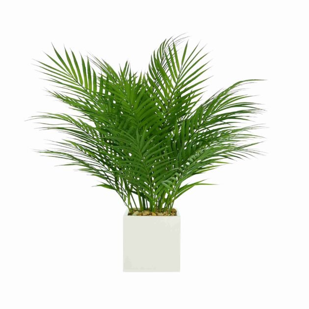 Areca Palm in Square Pot with Rocks and Water