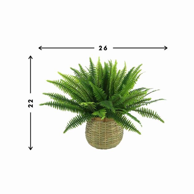 Fern in Wooden Basket - Image 2