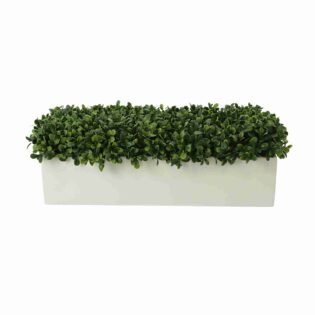 Outdoor UV Boxwoods in a Rectangular Planter