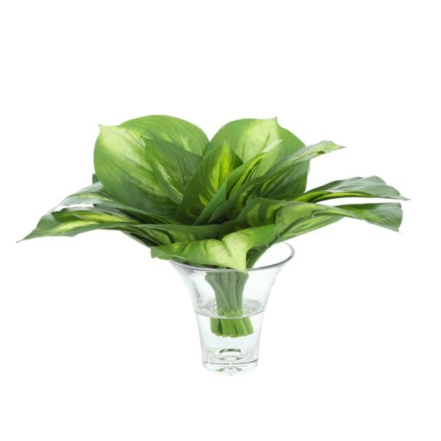 Hosta Arrangement in a Clear Glass Vase