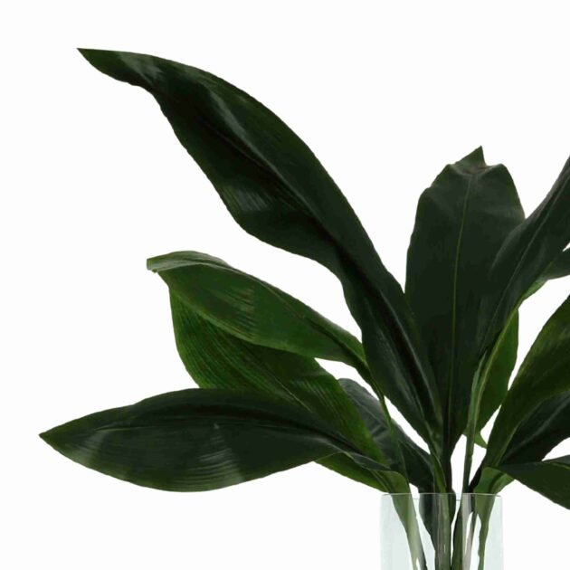 Aspidistra Leaf Arranged with Shells - Image 4