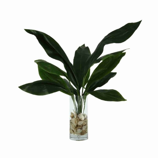 Aspidistra Leaf Arranged with Shells