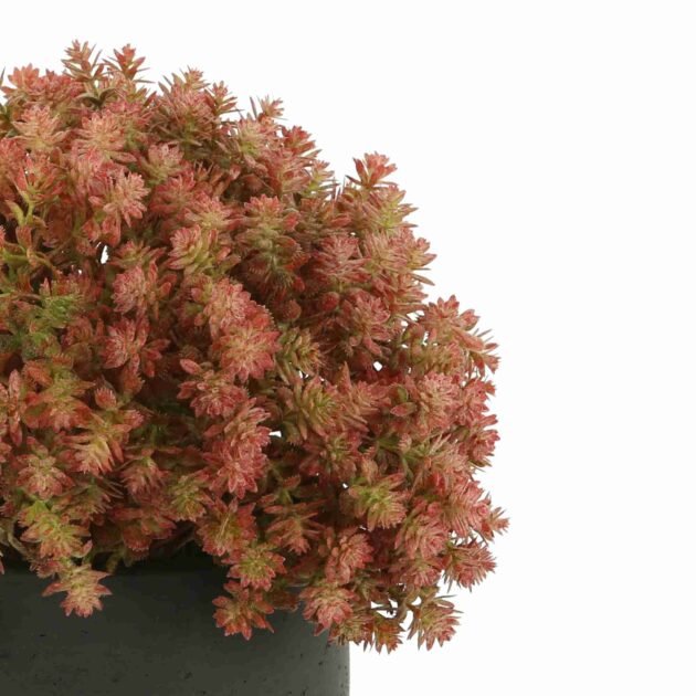 Sedum Arrangement in a Fiberstone Pot - Image 3