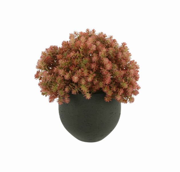 UV Rated Outdoor Boxwood in Square Pot