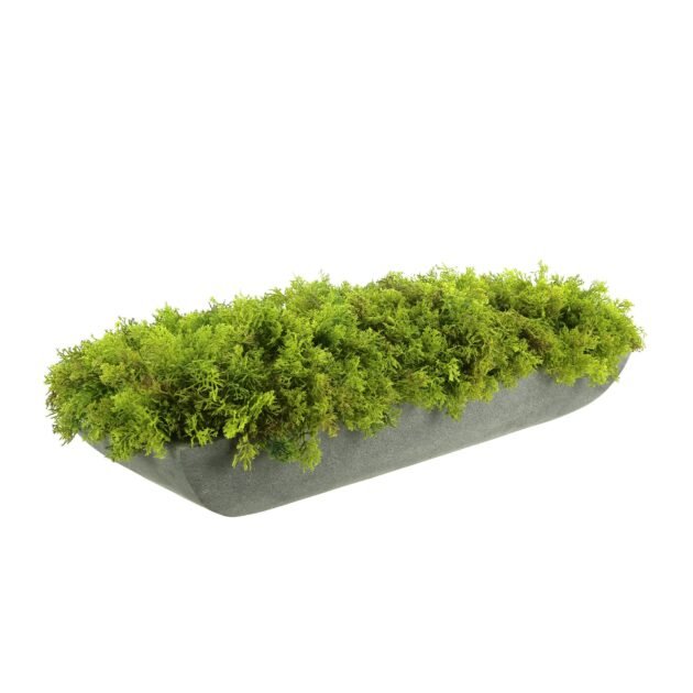 Green Moss Arrangement - Image 2