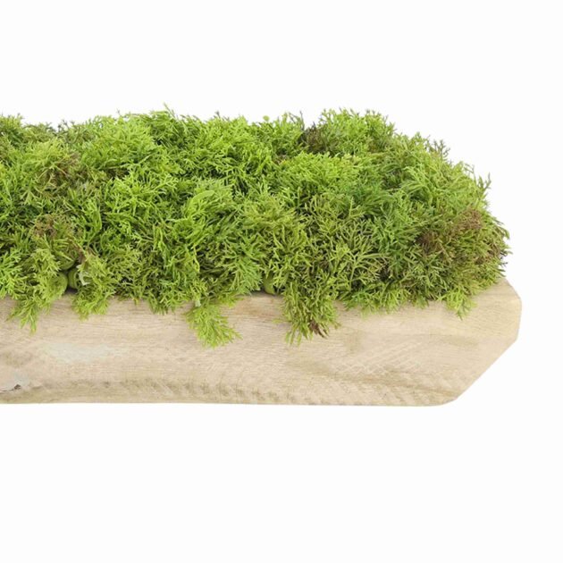 Faux Moss Arrangement in Wood Dough Bowl - Image 7