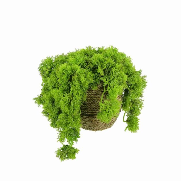 Green Moss Arrangement in Rope Pot