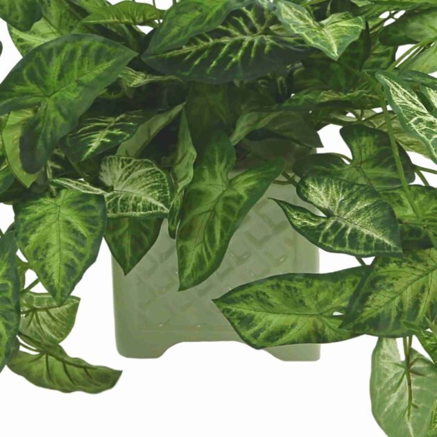 Green Nepth Plant in Ceramic Pot - Image 7
