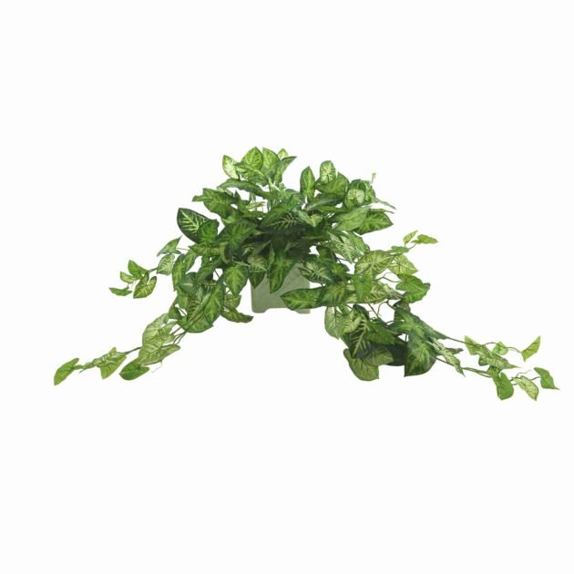 Green Nepth Plant in Ceramic Pot