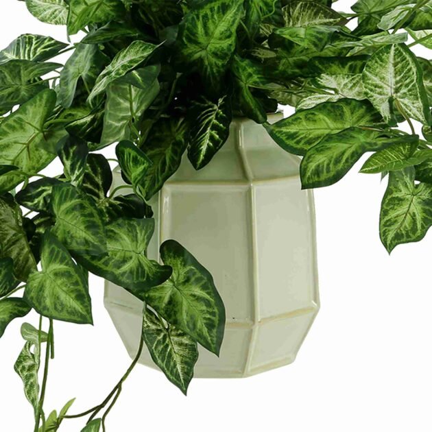 Green Nepth Plant Arranged in Ceramic Vase - Image 5