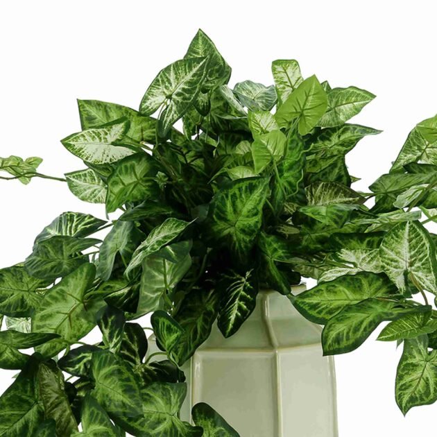 Green Nepth Plant Arranged in Ceramic Vase - Image 4