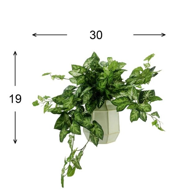 Green Nepth Plant Arranged in Ceramic Vase - Image 3