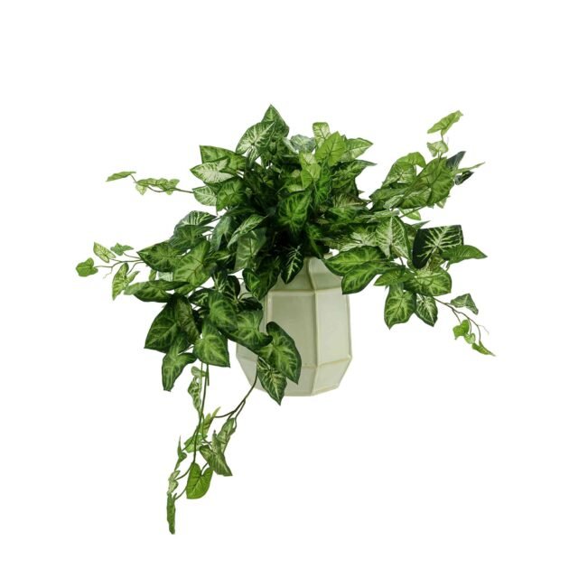 Green Nepth Plant Arranged in Ceramic Vase