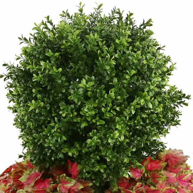 Green Boxwood Topiary Drop-In With Red Ivy - Image 3