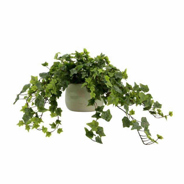 Green Ivy Arrangement in Ceramic Pot