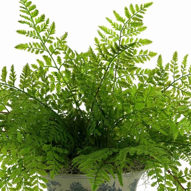 Green Fern in Decorative Pot - Image 3