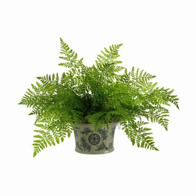 Green Fern in Decorative Pot
