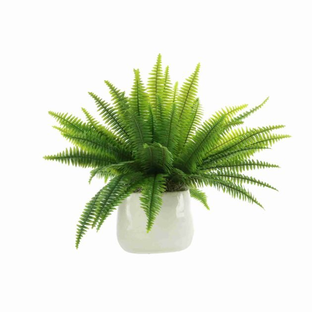 Organic Modern Green Boston Fern Arrangement