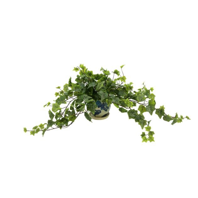 Green Ivy in Decorative Pot