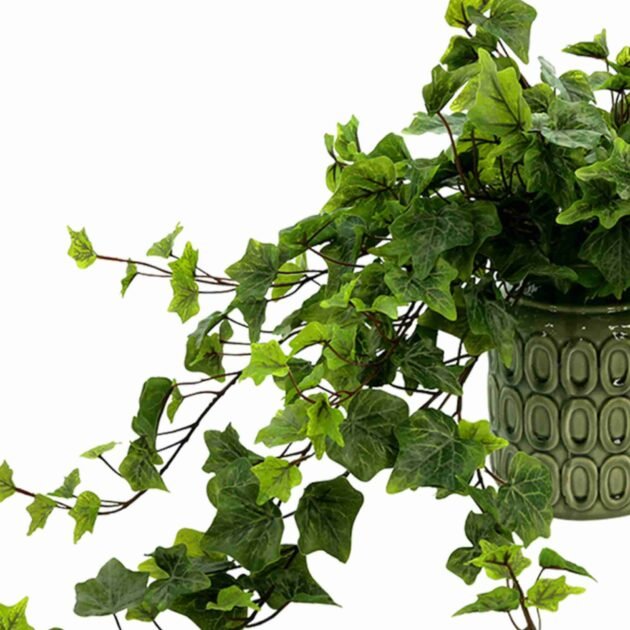 Green Ivy Arrangement in Ceramic Pot - Image 4