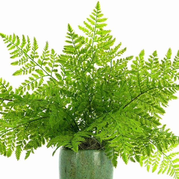 Green Fern Arranged in Ceramic Vase - Image 4