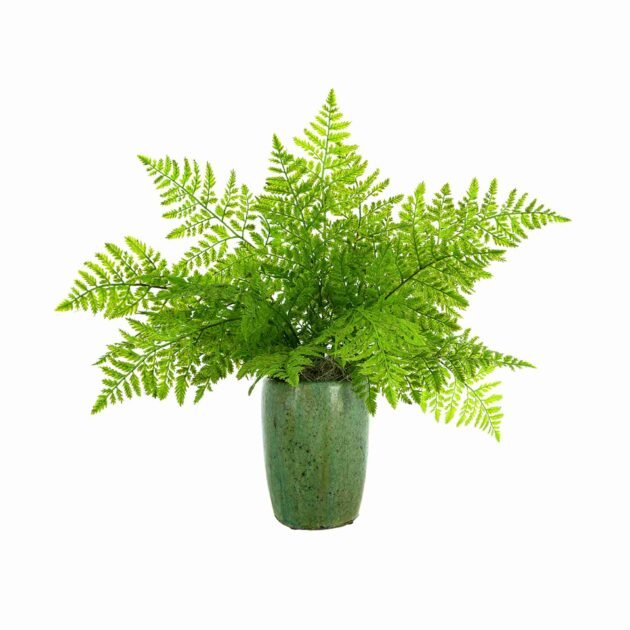 Green Fern Arranged in Ceramic Vase