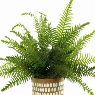 Green Ferns in Decorative Pot - Image 5