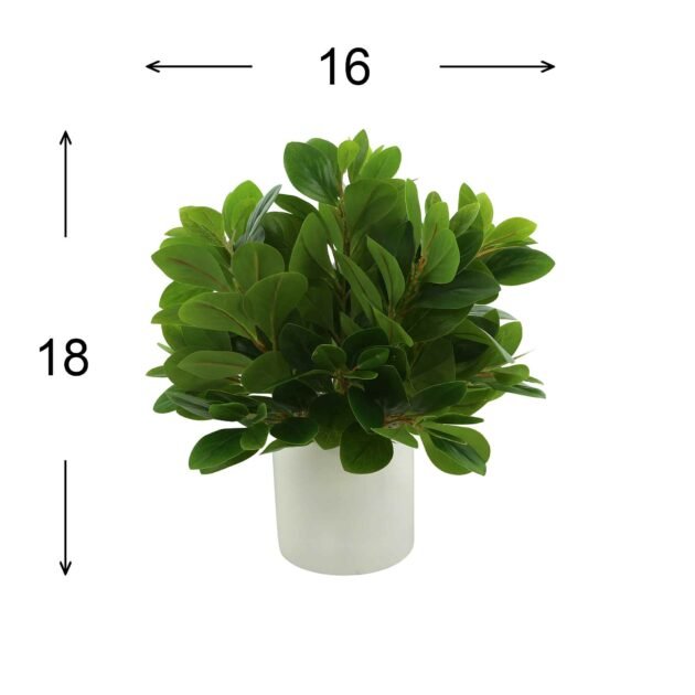 Peperomia Bush in Fiberstone Pot - Image 3