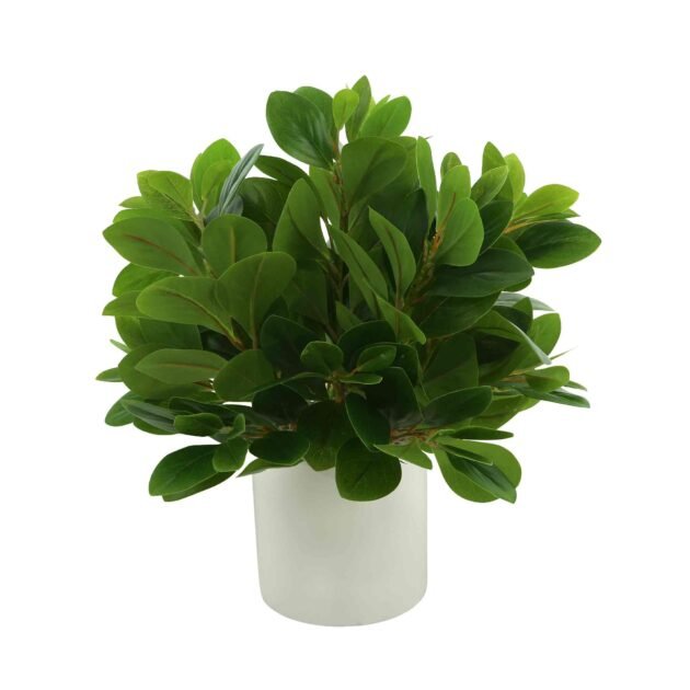 Peperomia Bush in Fiberstone Pot