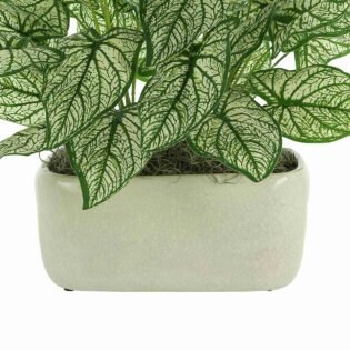 Caladium in a Ceramic Pot - Image 3