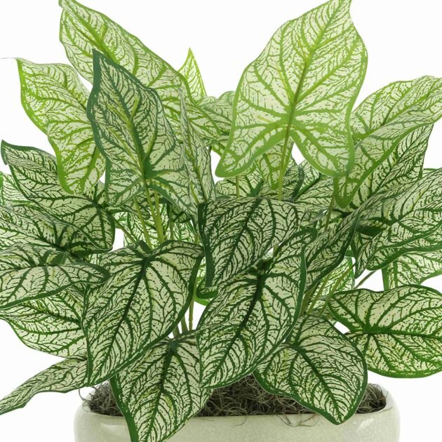 Caladium in a Ceramic Pot - Image 4