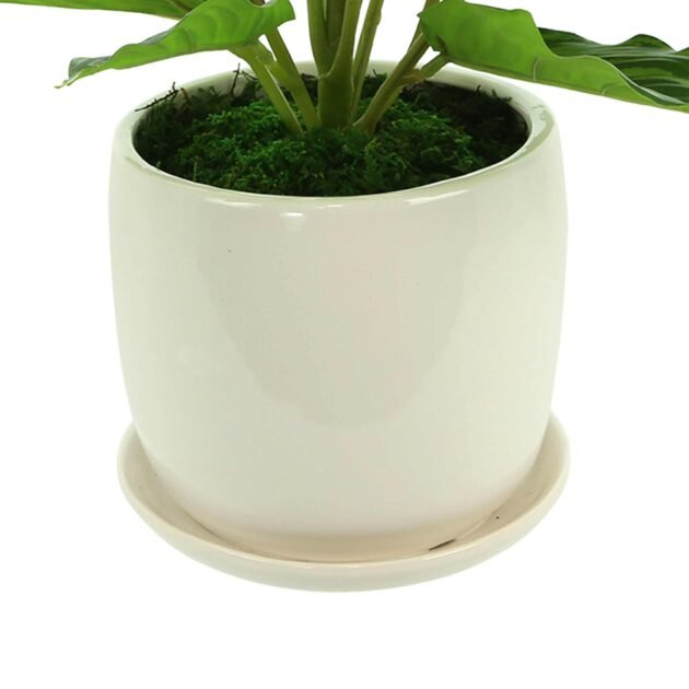 Rohdea Japonica Bush in a Ceramic Pot - Image 4