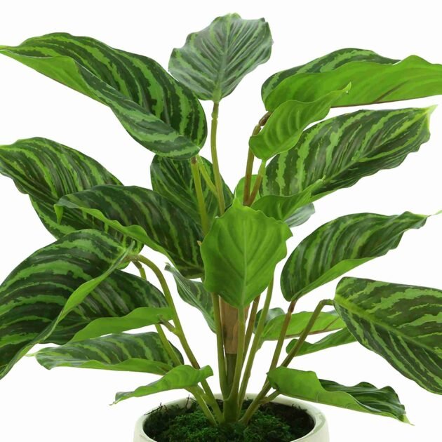 Rohdea Japonica Bush in a Ceramic Pot - Image 3